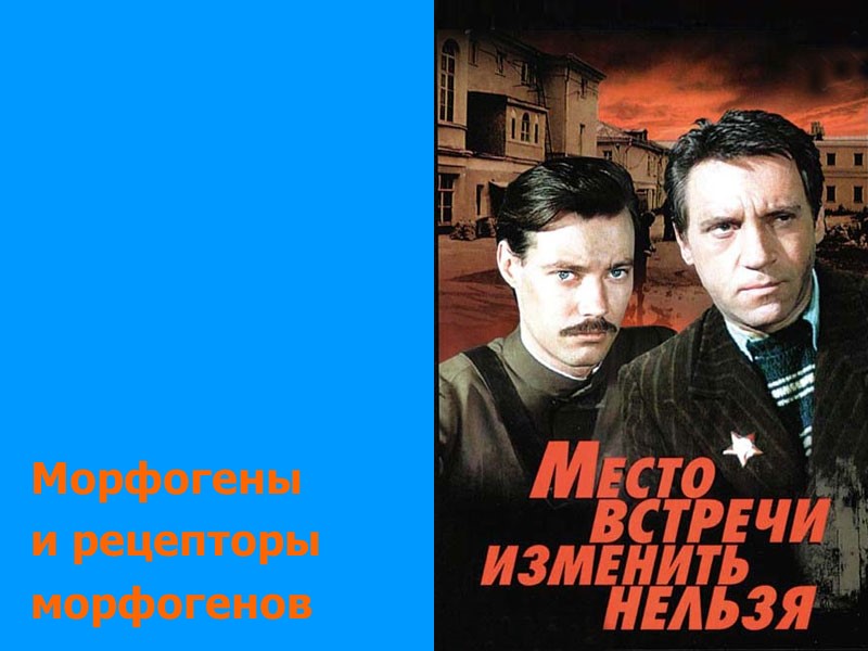 Морфогены и рецепторы морфогенов Морфогены и рецепторы морфогенов